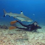 Beautiful blacktip shark in Morotai Island
